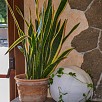 Foto: Particolare - Ristorante Le Cese  (Gavignano) - 19