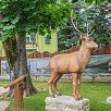 Foto: Riproduzione del Cervo - Parco in Miniatura  (Amatrice) - 12